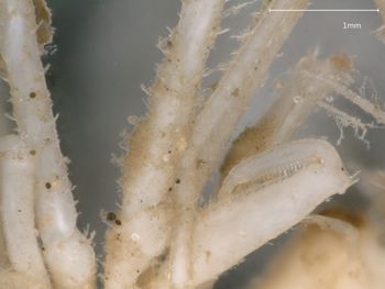Media type: image; Invertebrate Zoology 151007